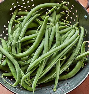 Green Bean Phaseolus vulgaris vegetable seeds for planting in vertical garden or home garden beds