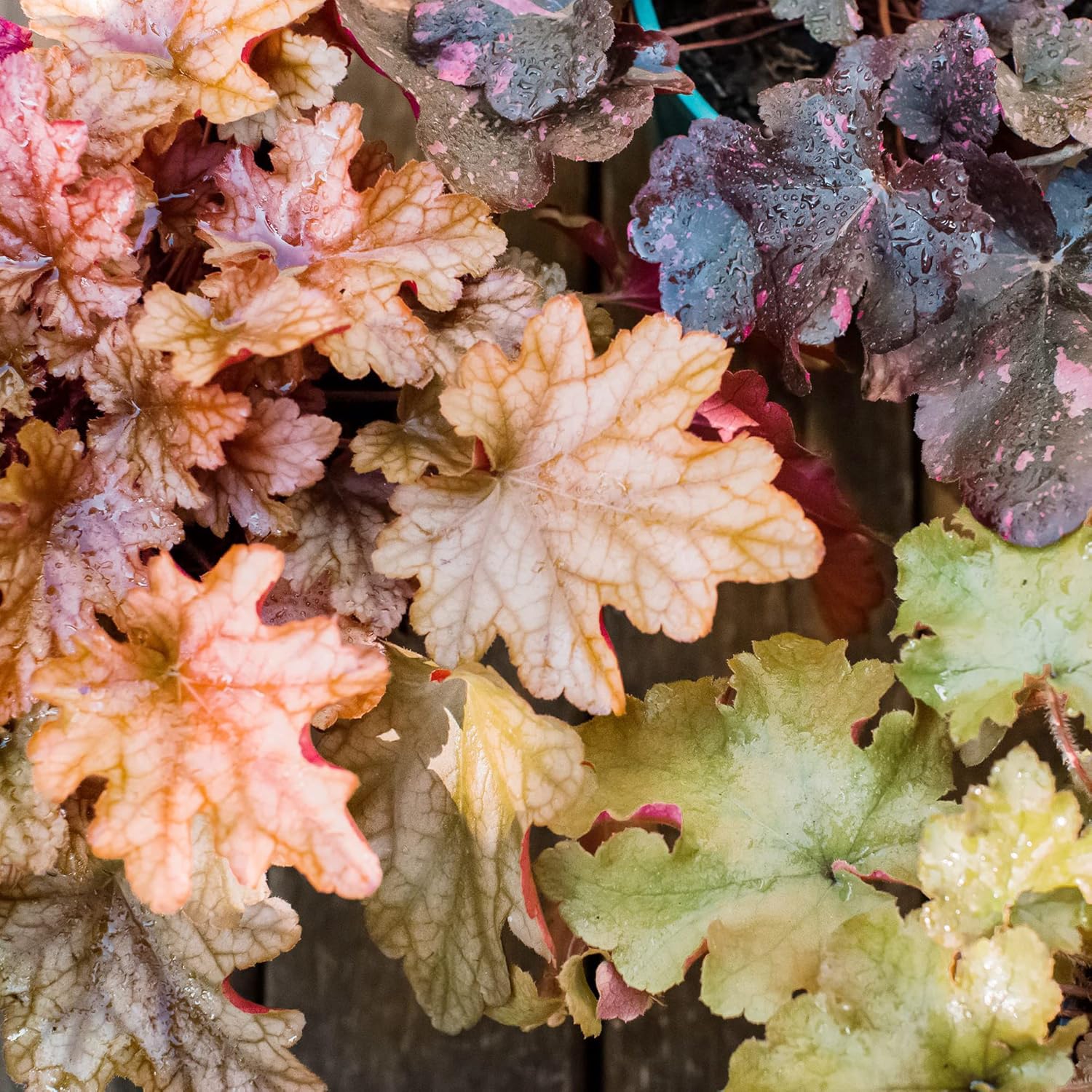 Coral Bells Seeds - Alumroot