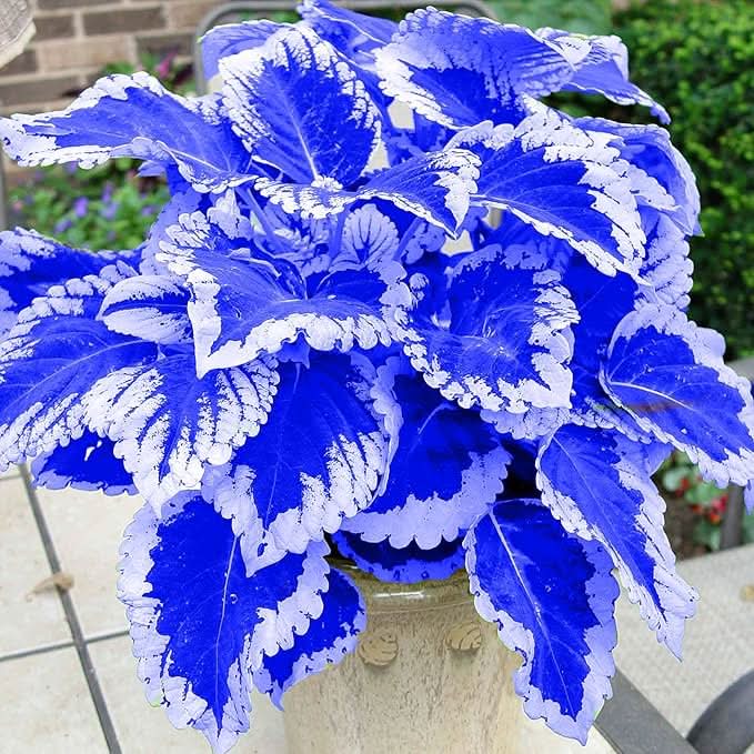 Begonia Flower Seeds for Balcony & Home Garden
