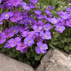 Blue Flower Garden Annual Seeds for Planting Purple