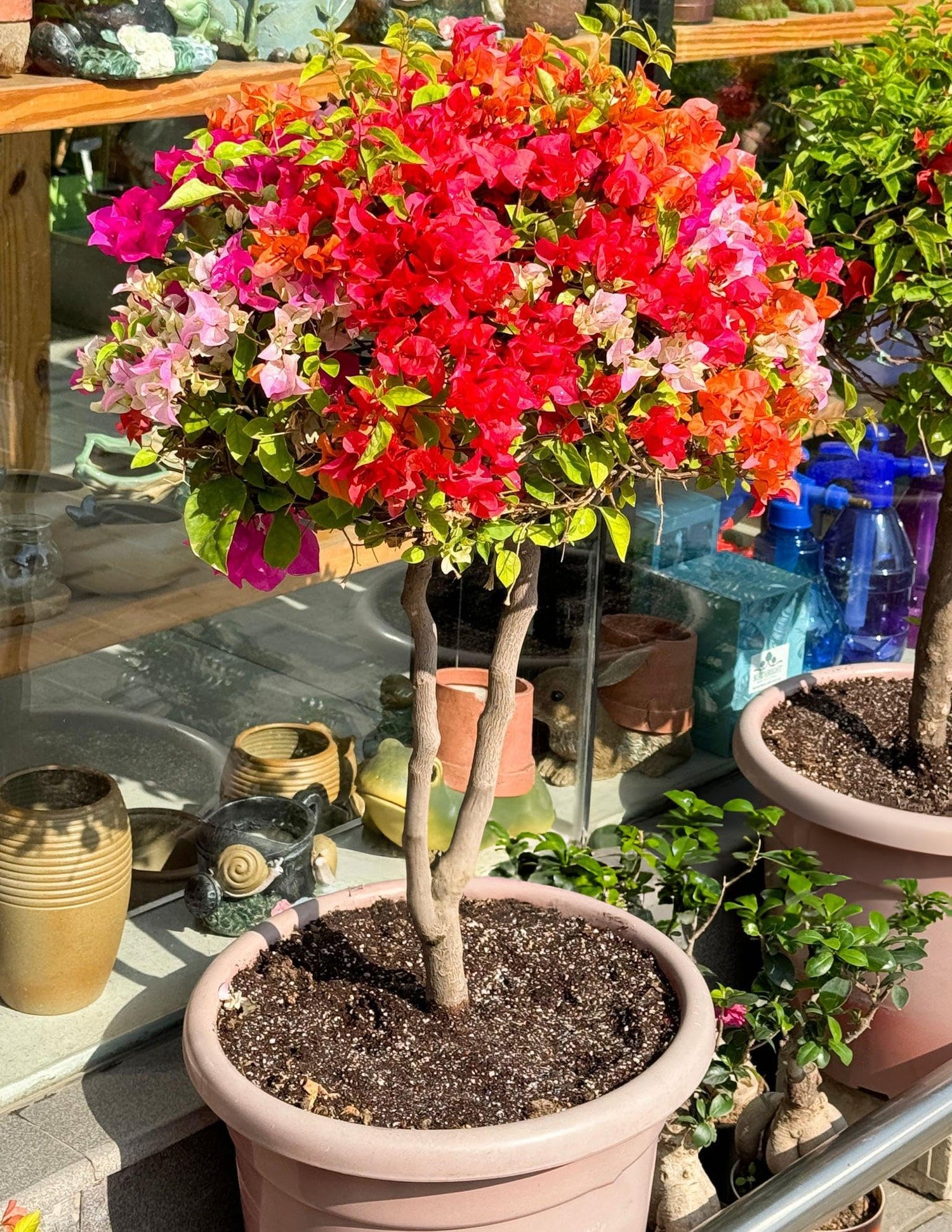 Bougainvillea Flower Bougainvillea spp. Seeds for Planting for Flower Bed and Urban Garden