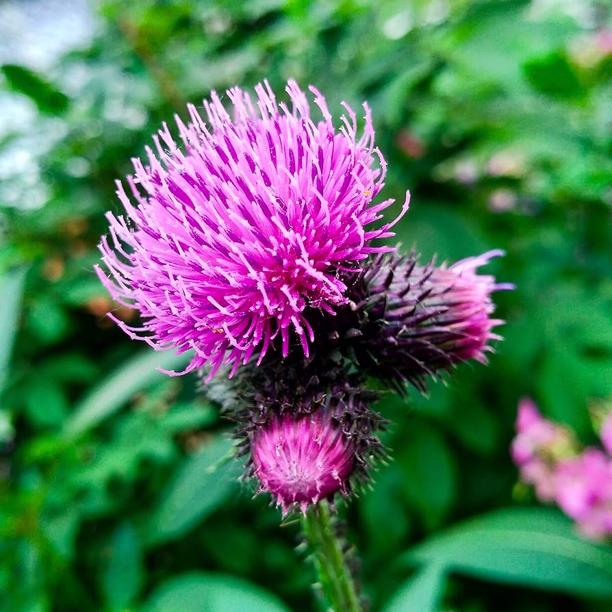 Earth burdock medicinal herb seeds