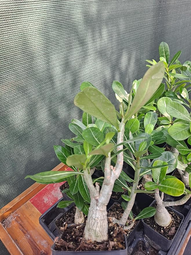 Dolce Summer Desert Rose Adenium Obesum Bonsai Seeds ( )