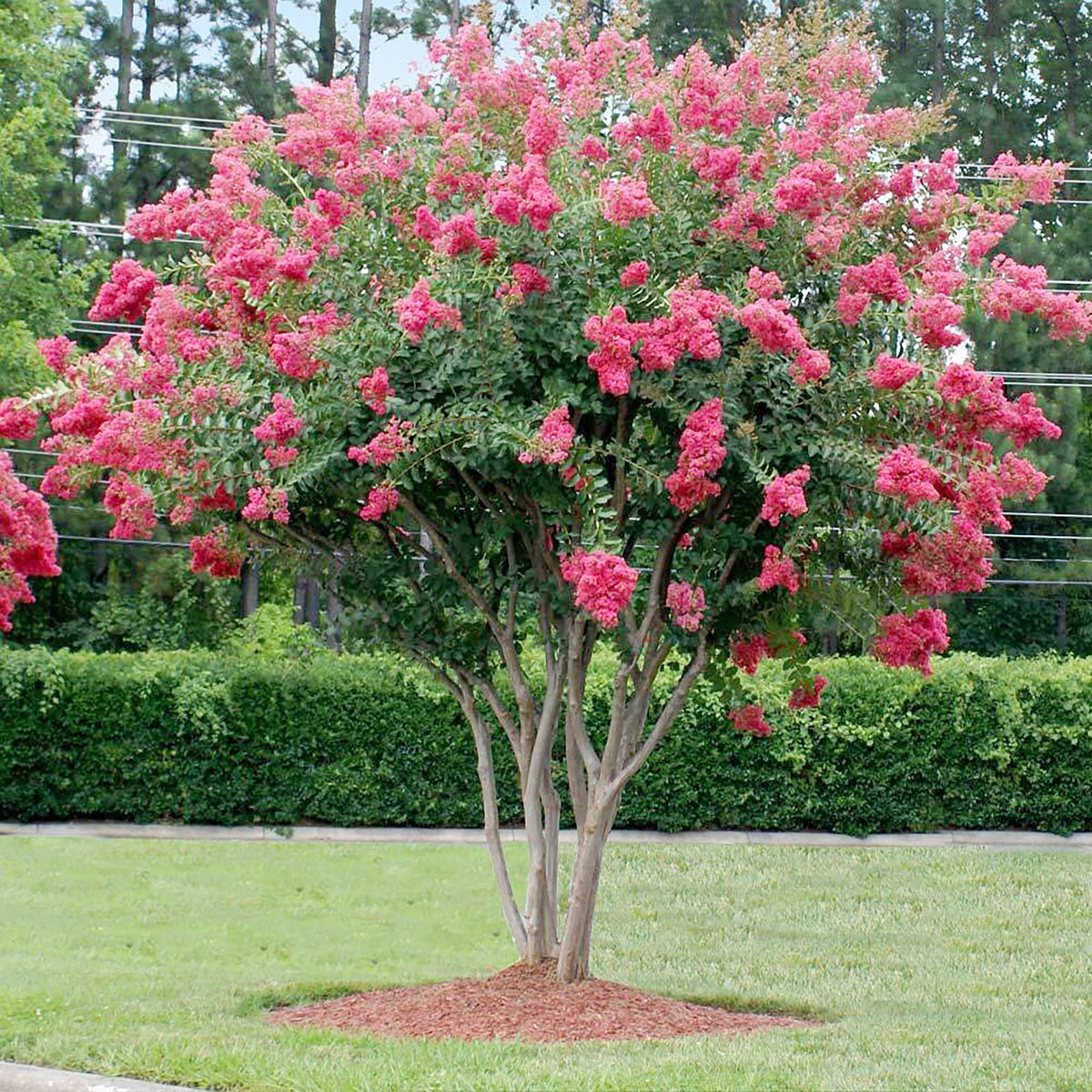 Rose Tree Rhododendrum Rhododendron Rose Seeds – Beautiful, Hardy Shrubs for Your Garden ...