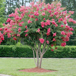Rhododendron Rose for planting