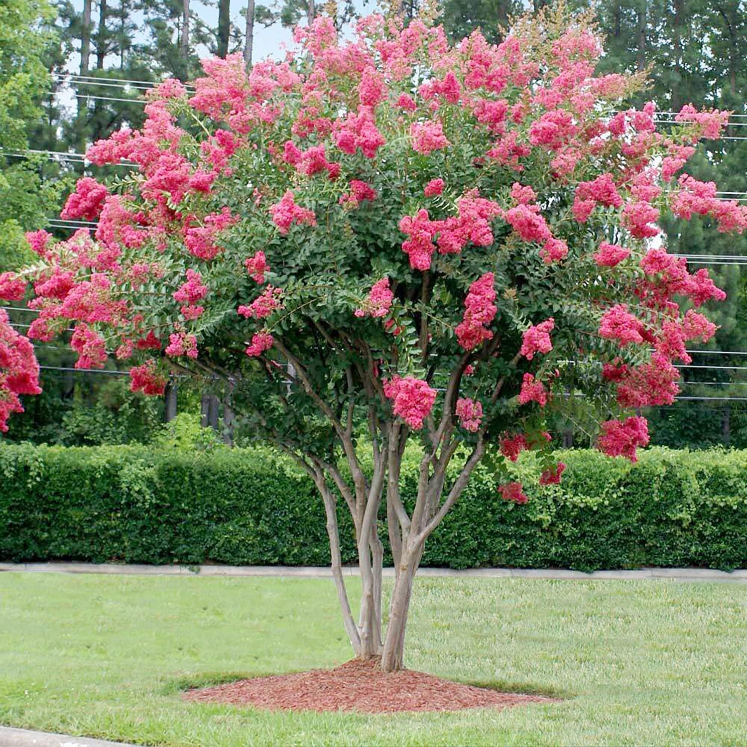 Rhododendron Rose for planting