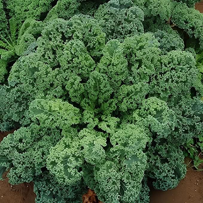 Vates Kale Blue Kale Plant Seeds