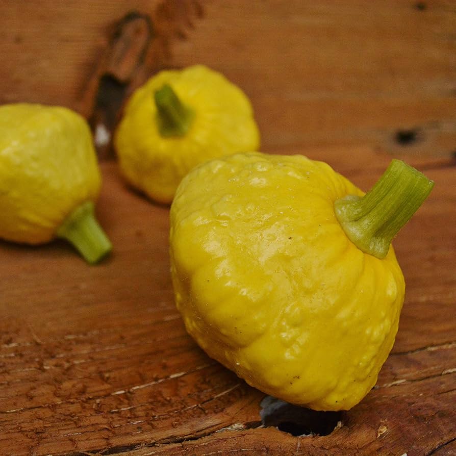 Yellow scallop bush heirloom pattypan squash seeds