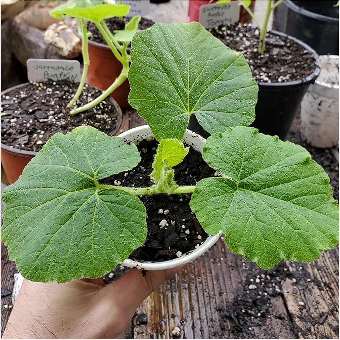 Pumpkin Cucurbita pepo Vegetable Seeds for Planting in Vegetable Patch