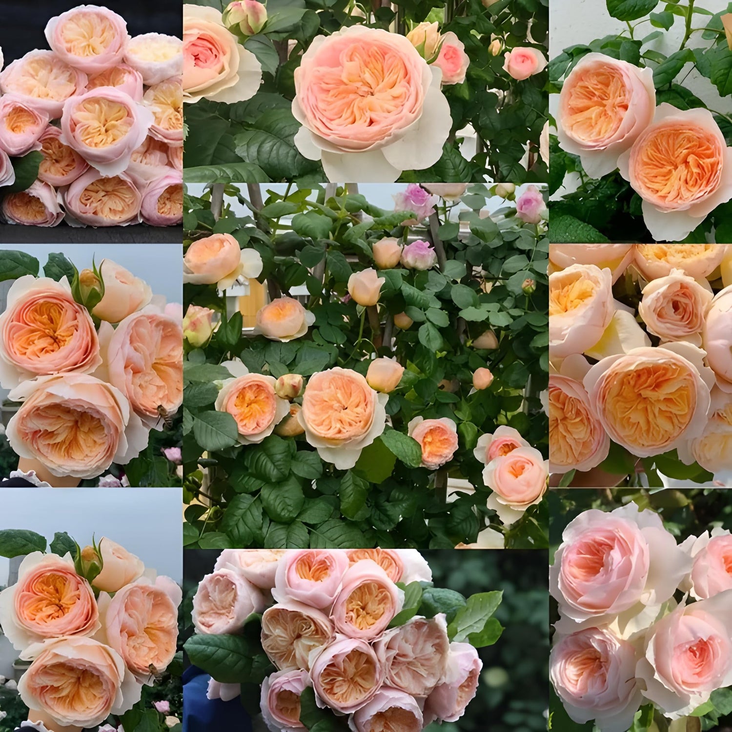 Rose Rosa Hybrida Mixed Color Climbing Flower Seeds for Planting