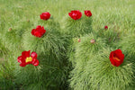 Paeonia Tenuifolia Flower Seeds for Planting NON GMO Seeds for planting in home garden