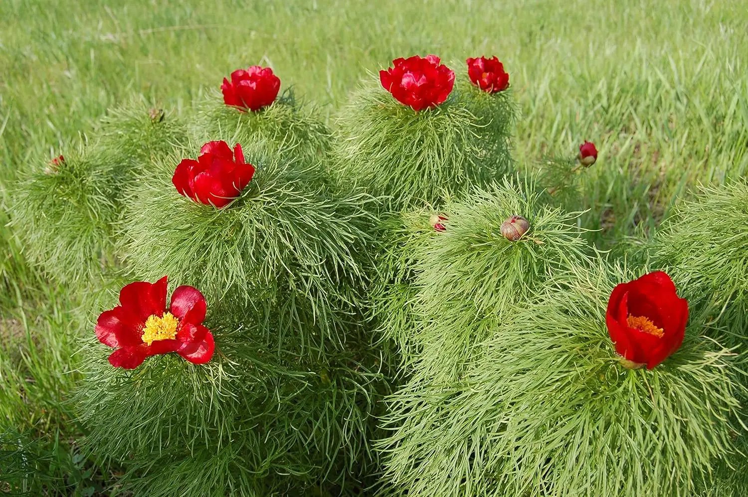 Paeonia Tenuifolia Flower Seeds for Planting NON GMO Seeds for planting in home garden