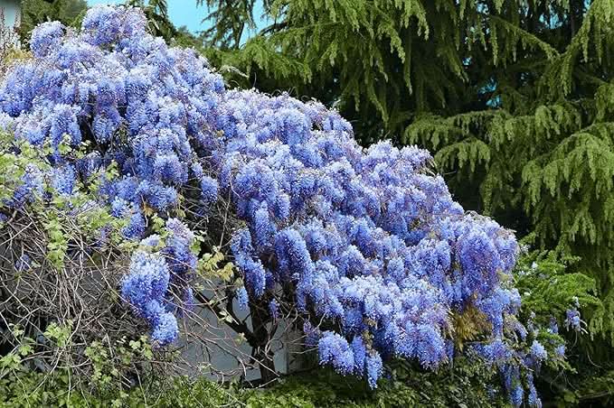 Blue Japanese Lilac Carnation Flower Seeds for Home & Garden