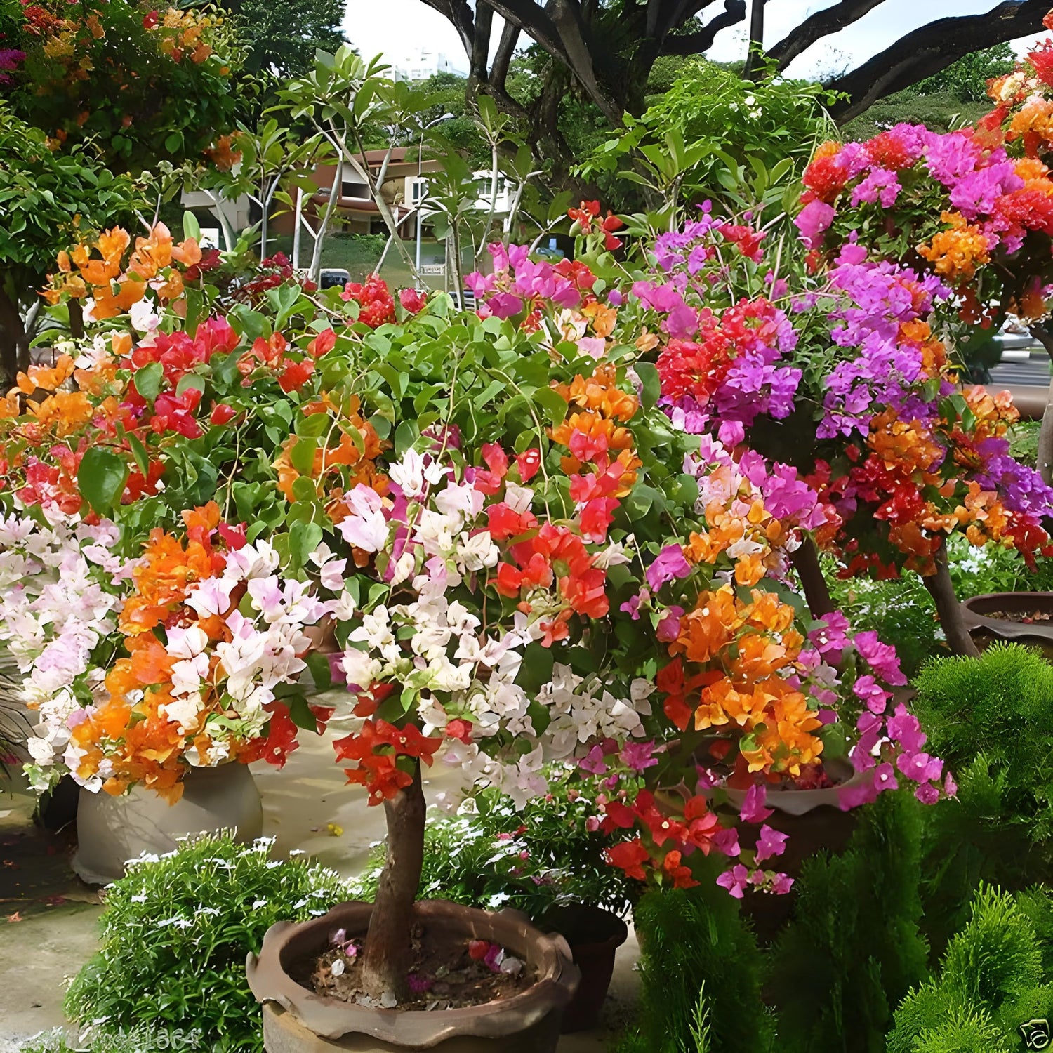 Bougainvillea Glabra Flowering Seeds For Planting in vertical garden or sunny backyard trellises