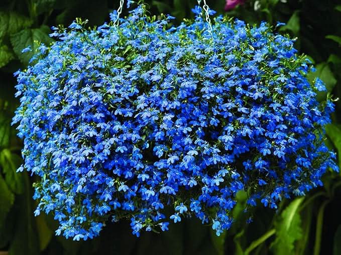 Anagallis 'Skylover' Lobelia Rare Flower Seeds for Balcony & Garden