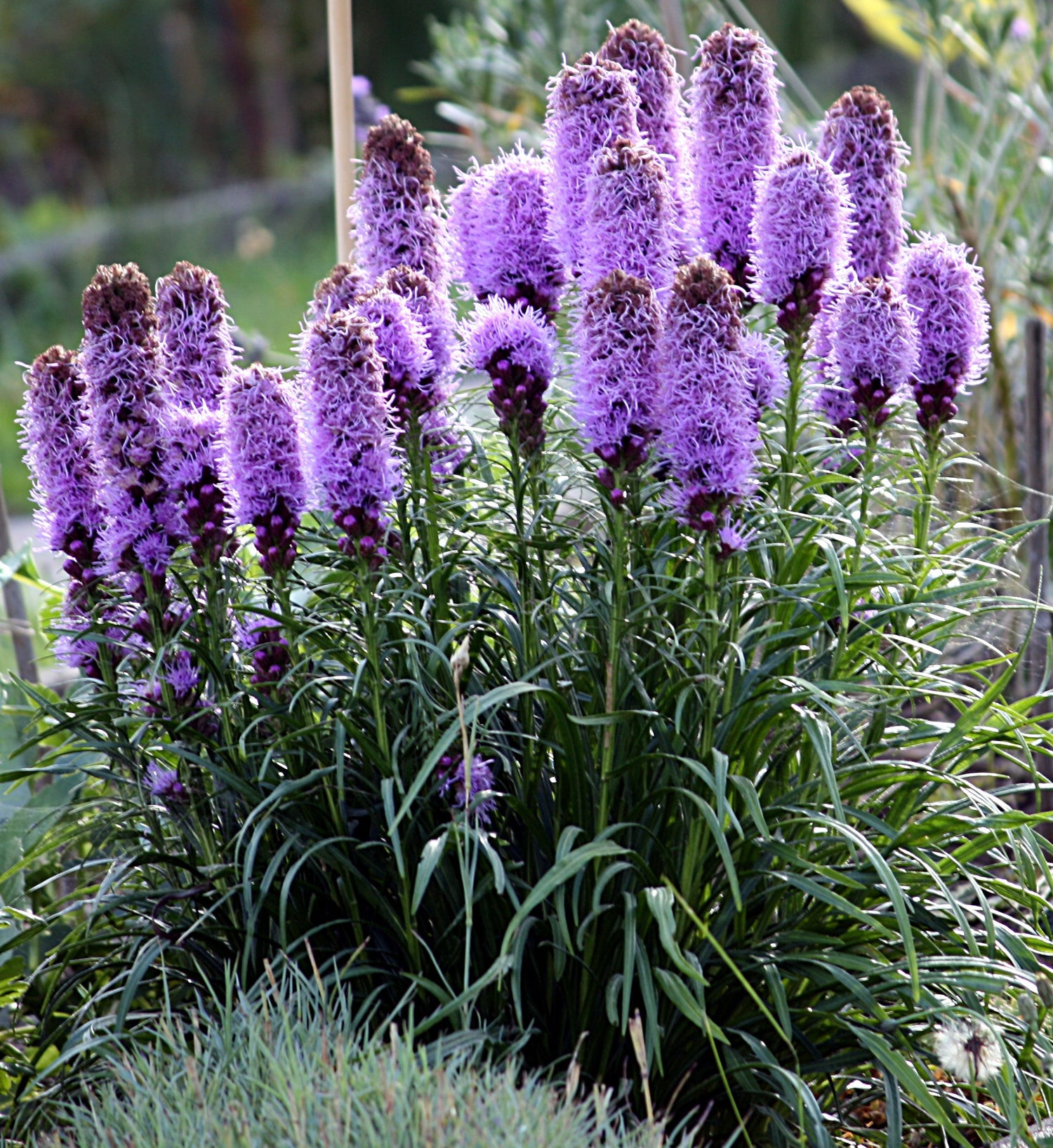 Liatris spicata/Blazing Star - Blue