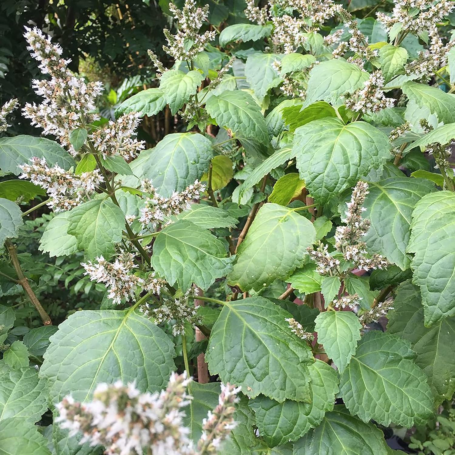 Pogostemon Cablin Seeds