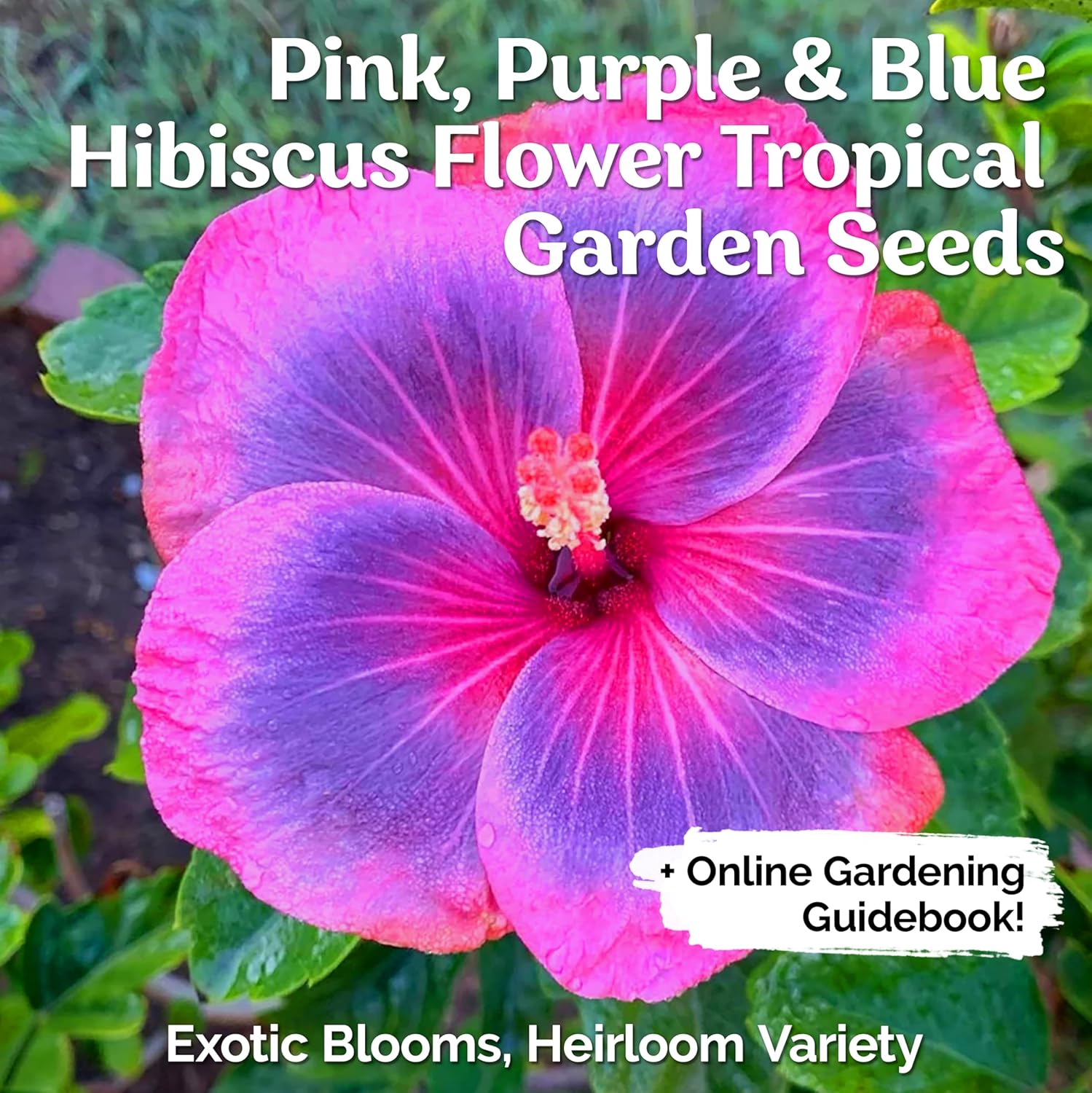 Hibiscus Seeds - Pink, Purple, Blue Colors