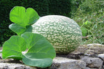 Shark Fin Melon Cucumis melo for planting in vegetable patch