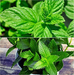 Drive Midge Grass Mint Green for vegetable garden planting