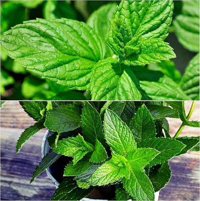 Drive Midge Grass Mint Green for vegetable garden planting