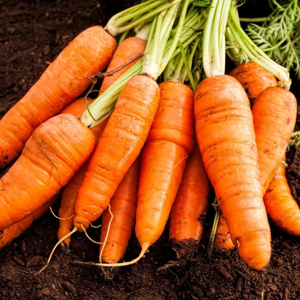 Chantenay Red Core Carrot Heirloom Non-GMO Vegetable Seeds