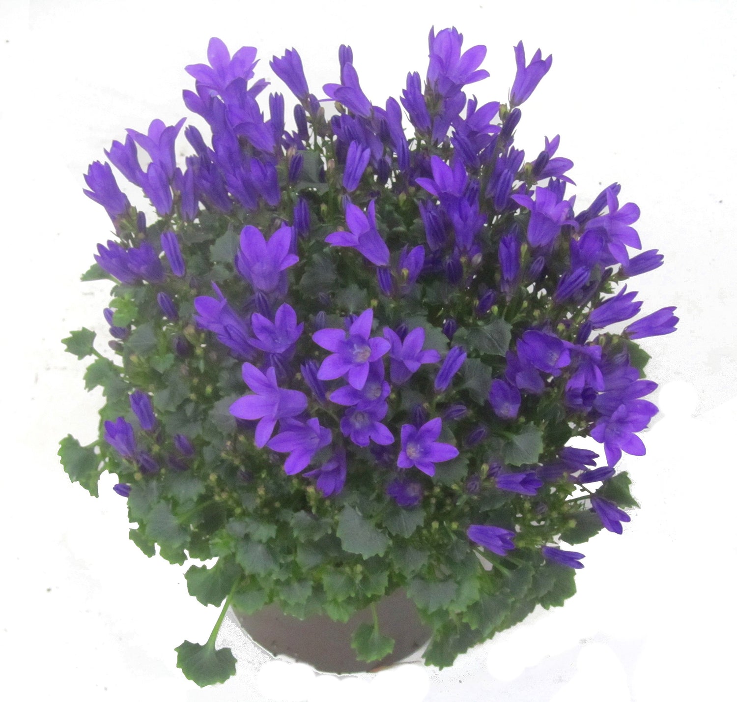 Blue Magic Campanula portenschlagiana Seeds for Planting for Balcony Pots and Ground Cover