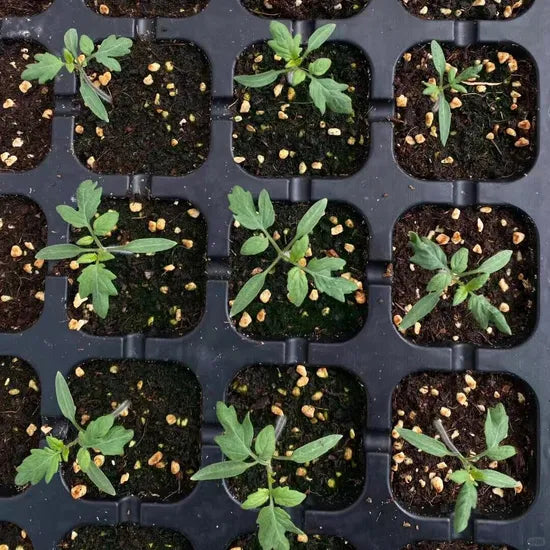 Days Early Maturing Tomato For Sale heirloom non-gmo organic garden seeds