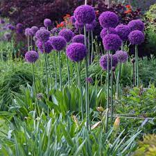 Allium Giganteum Ornamental Flower Garden Plant Seeds
