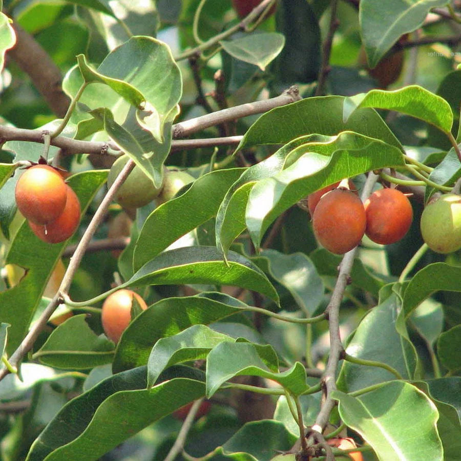 Mimusops Fruit Seed Pack for Growing Tropical, Sweet Fruits