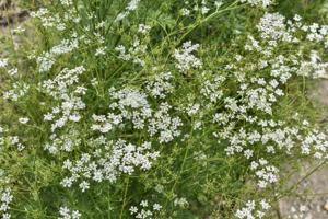 heirloom-fragrant-cumin-herb-seeds

