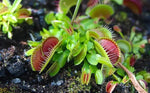 Venus Fly Trap Red Flower Seeds – Heirloom, Non-GMO Seeds for Planting Carnivorous Plants Dhara Seeds