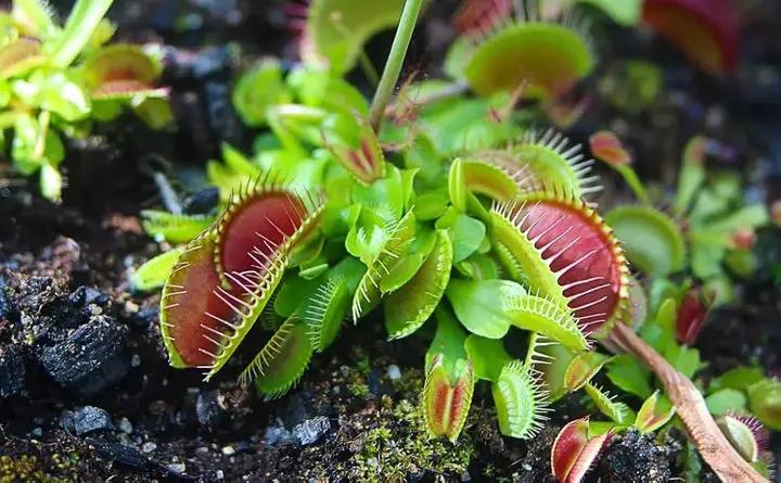 Venus Fly Trap Red Flower Seeds – Heirloom, Non-GMO Seeds for Planting Carnivorous Plants Dhara Seeds