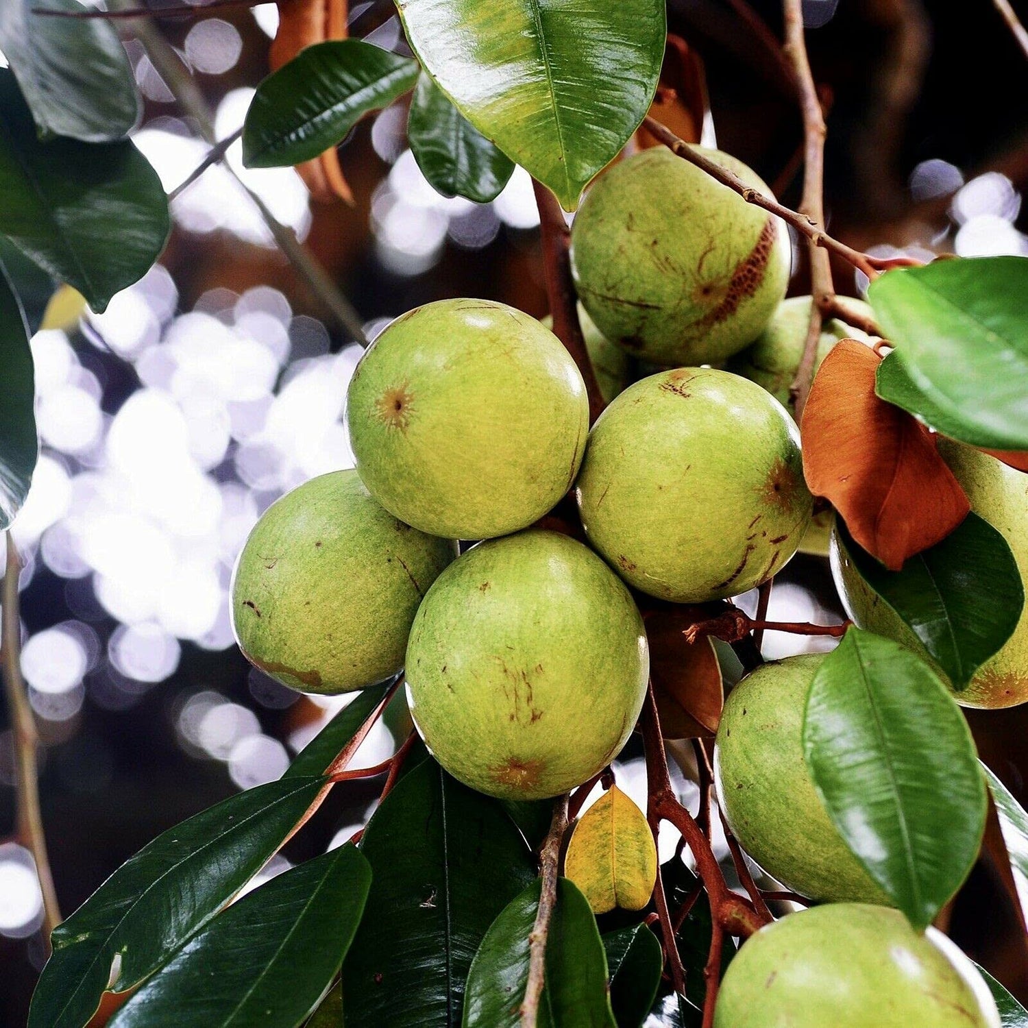 White Star Apple Fruit Seeds for Planting - Pack for Sweet, Tropical Fruit Harvest