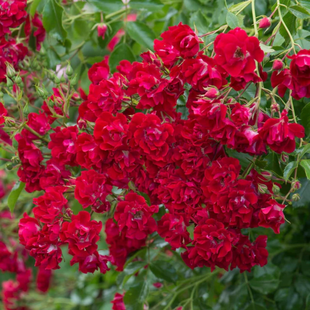 Climbing Rose Rosa chinensis Flower Seeds for Planting Red China Variety in Backyard Garden