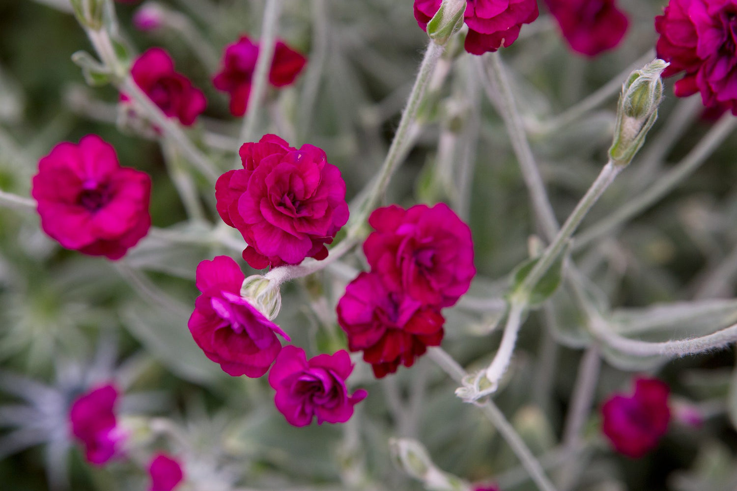 Rose Campion Gardener's World Seeds