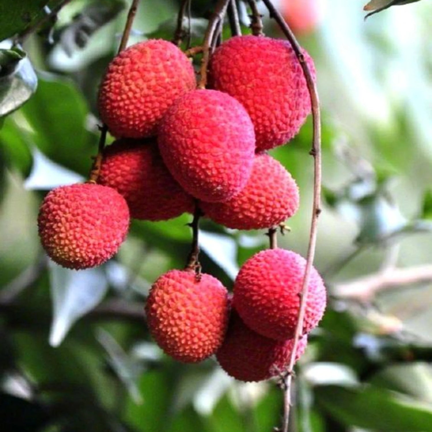 Brewster Lychee Fruit Seed Pack for Planting - Tropical, Sweet Fruit Growth for your Backyard Orchid