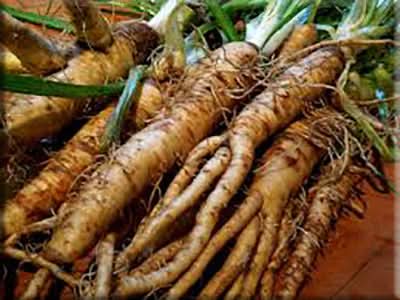 Brown Mammoth or Salsify Vegetable Seeds for Planting – Heirloom, Non-GMO Seeds for Home Garden