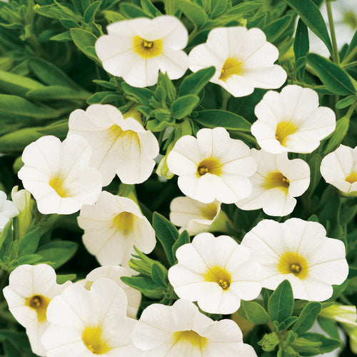 Calibrachoa White Hybrid