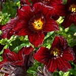 flowers high quality flower seeds for growing vibrant and colorful blooms in home gardens and landscapes organic flowers premium organic flower seeds for sustainable gardening and beautiful blossoms suitable for all climates