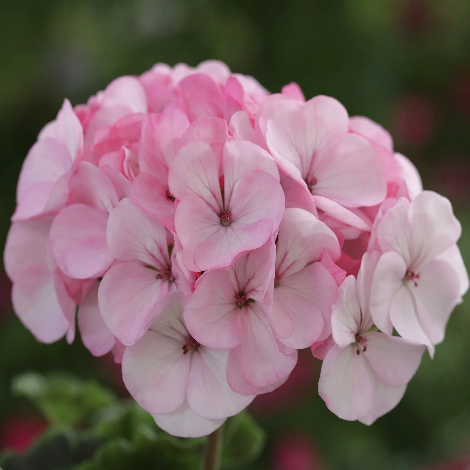 Appleblossom Hybrid Geranium Seeds