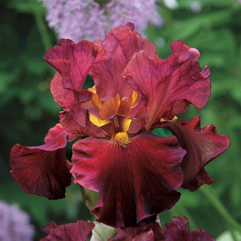 Re-Blooming Bearded Iris - Bernice's Legacy