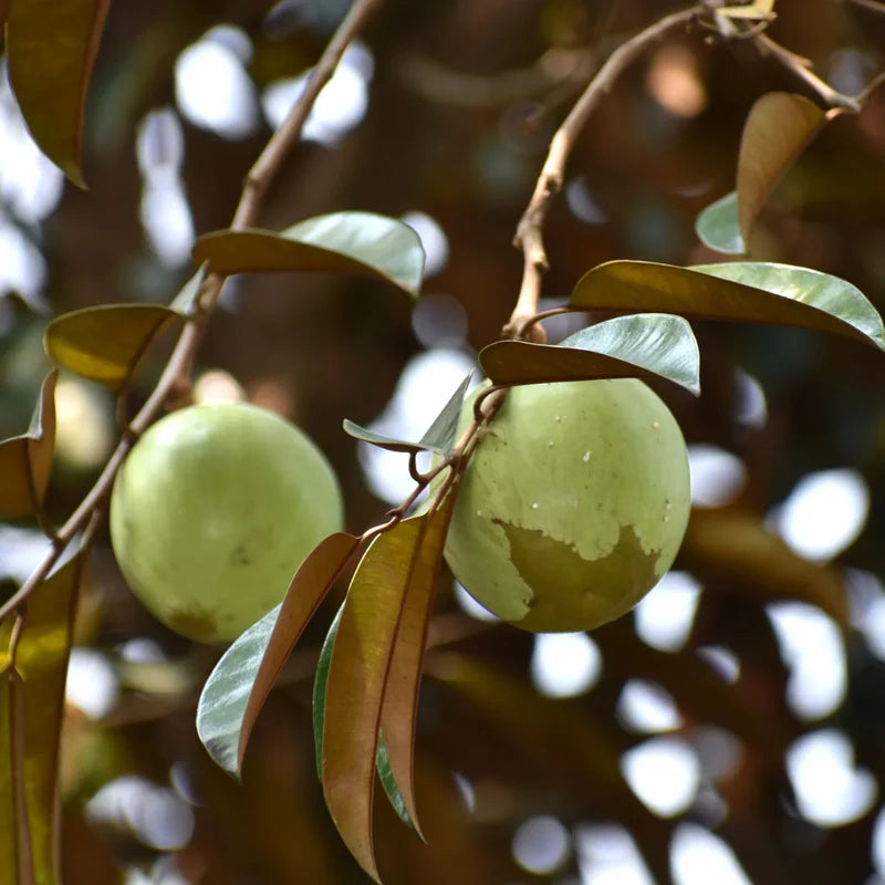 White Star Apple Fruit Seeds for Planting - Pack for Sweet, Tropical Fruit Harvest