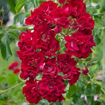 Climbing Rose Rosa chinensis Flower Seeds for Planting Red China Variety in Backyard Garden