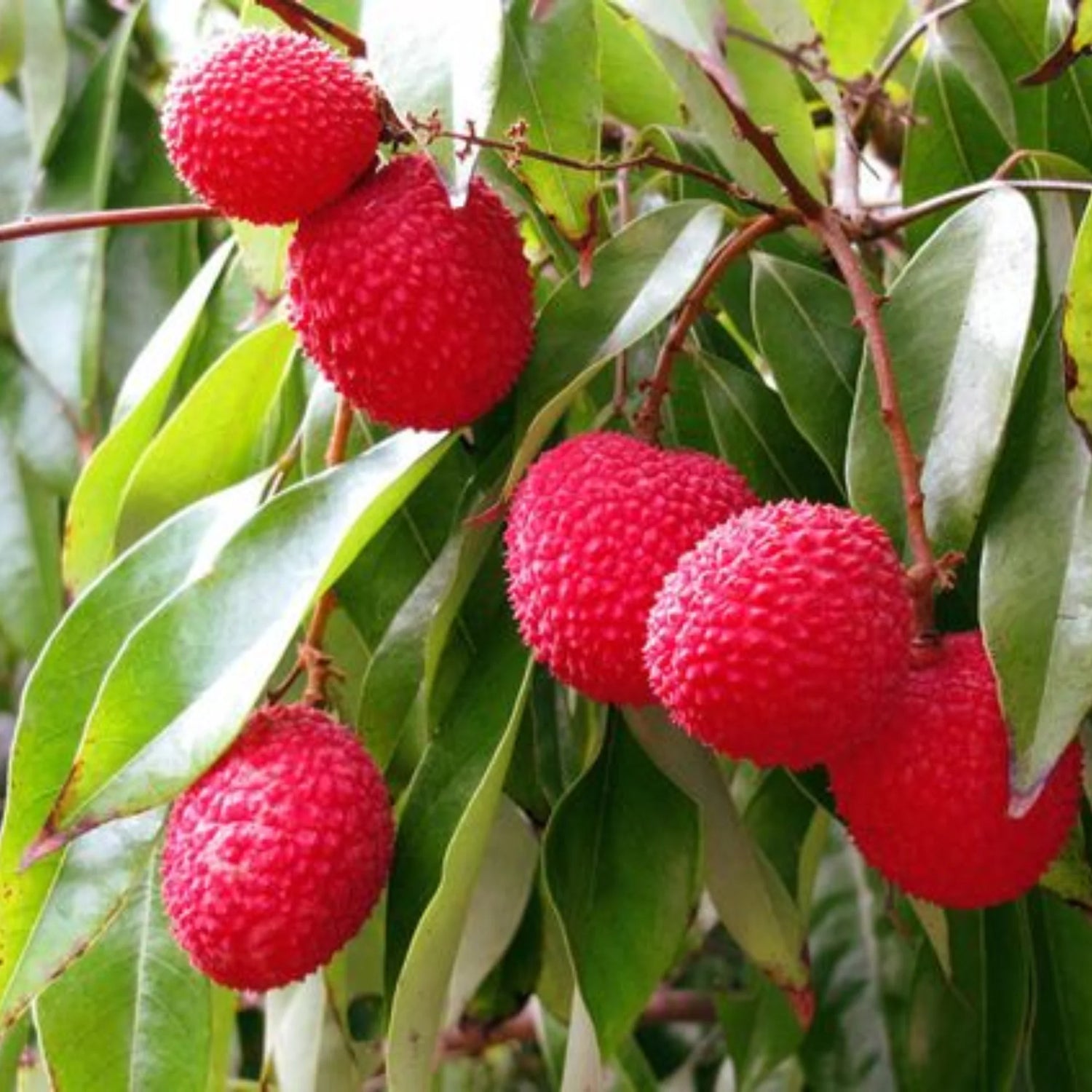 Brewster Lychee Fruit Seed Pack for Planting - Tropical, Sweet Fruit Growth for your Backyard Orchid