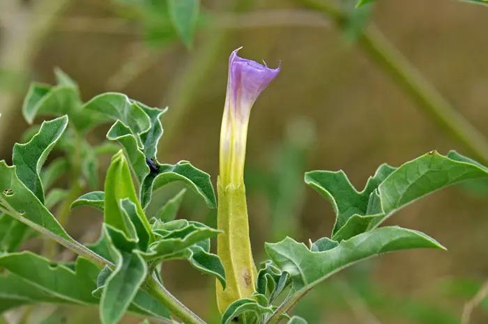 Mix Quercifolia Flower Seeds for Planting - NON GMO Seeds Dhara Seeds