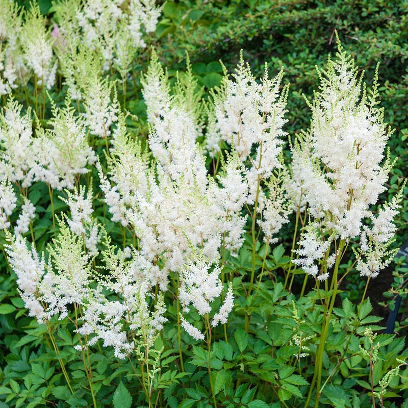 Astilbe Washington Bulbs