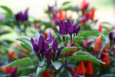 ornamental pepper cluster with vibrant purple and red fruits

