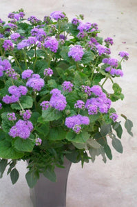 vibrant garden bed filled with rose-colored ageratum


