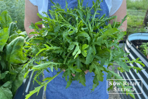 heirloom-fresh-arugula-garden-seeds

